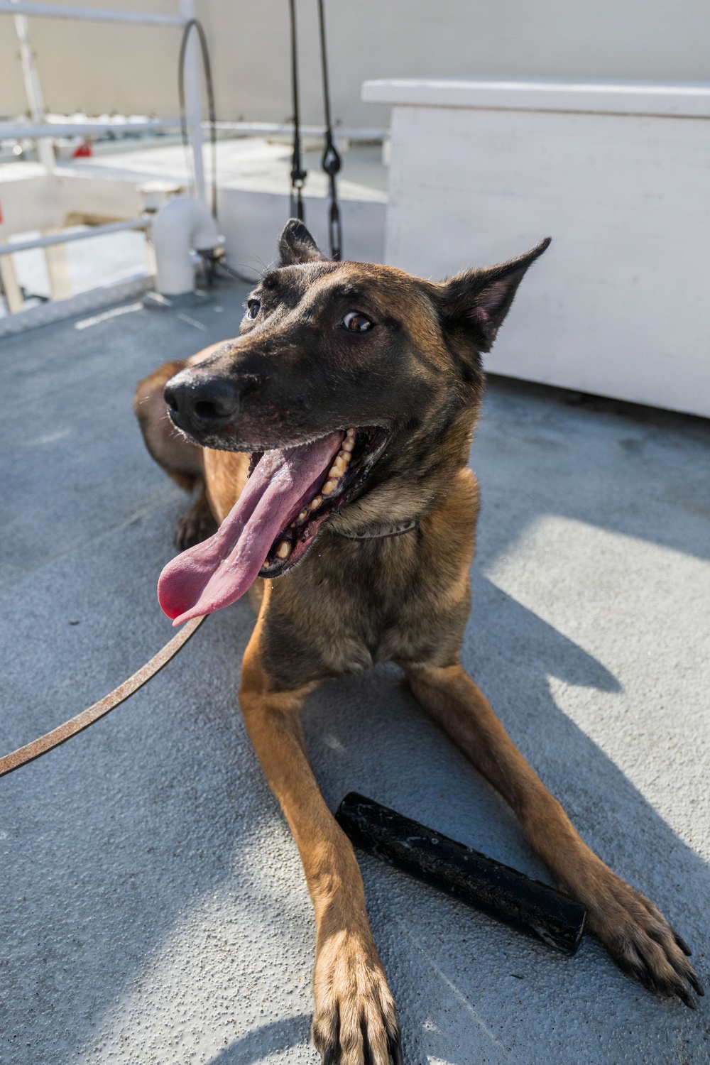 U.S. Coast Guard K-9 Units train on USS Potomac