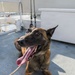 U.S. Coast Guard K-9 Units train on USS Potomac