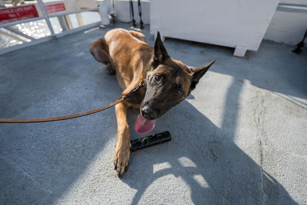 U.S. Coast Guard K-9 Units train on USS Potomac