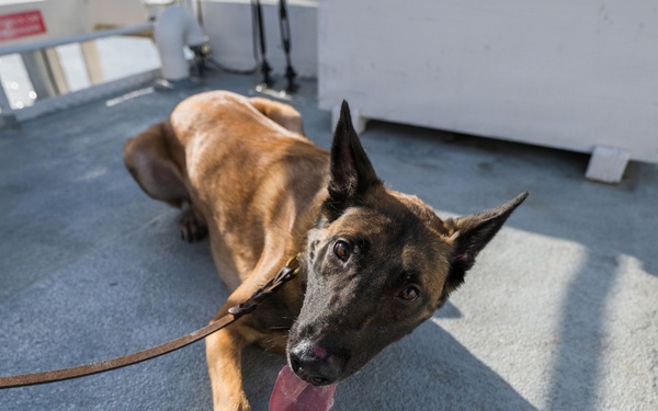 U.S. Coast Guard K-9 Units train on USS Potomac