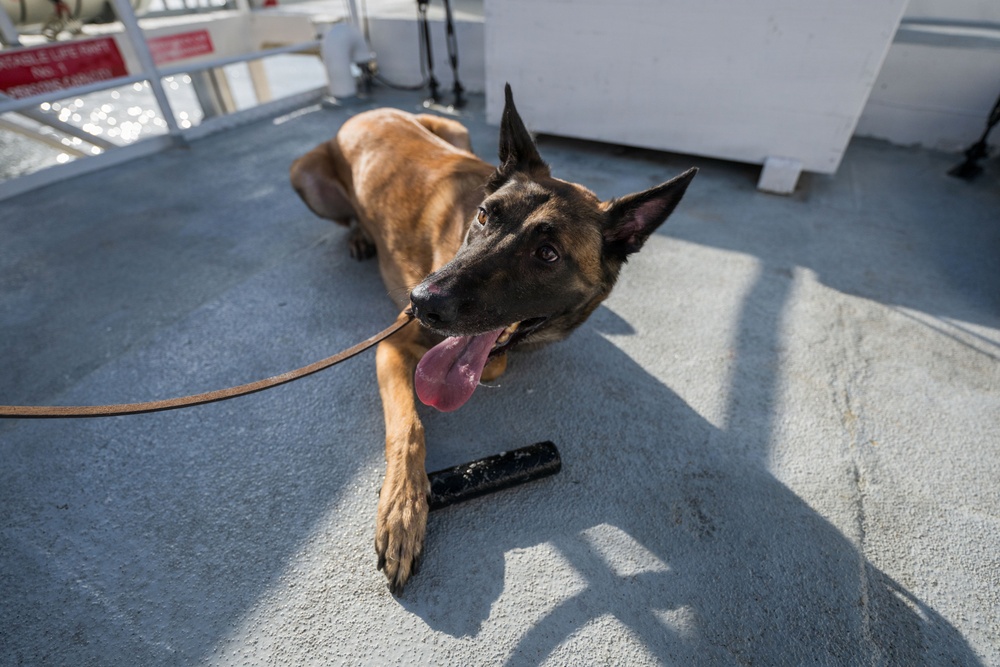 U.S. Coast Guard K-9 Units train on USS Potomac