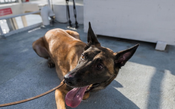 U.S. Coast Guard K-9 Units train on USS Potomac
