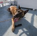 U.S. Coast Guard K-9 Units train on USS Potomac