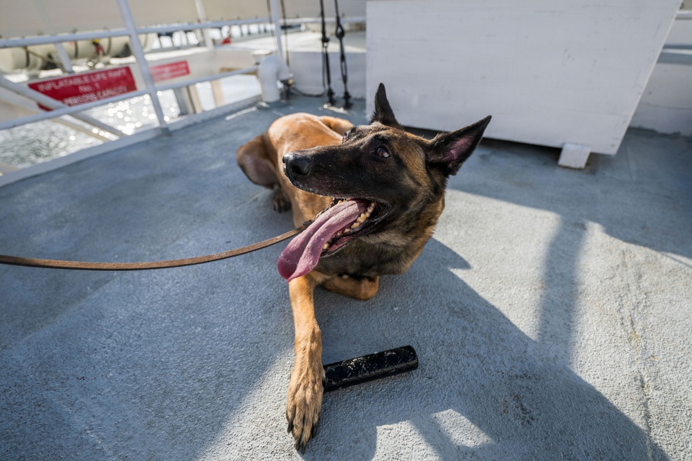 U.S. Coast Guard K-9 Units train on USS Potomac