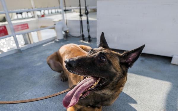 U.S. Coast Guard K-9 Units train on USS Potomac