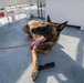 U.S. Coast Guard K-9 Units train on USS Potomac