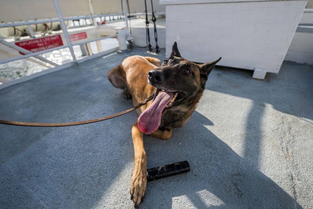 U.S. Coast Guard K-9 Units train on USS Potomac