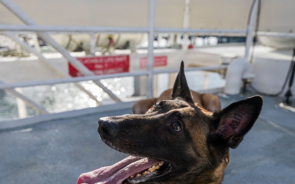 U.S. Coast Guard K-9 Units train on USS Potomac