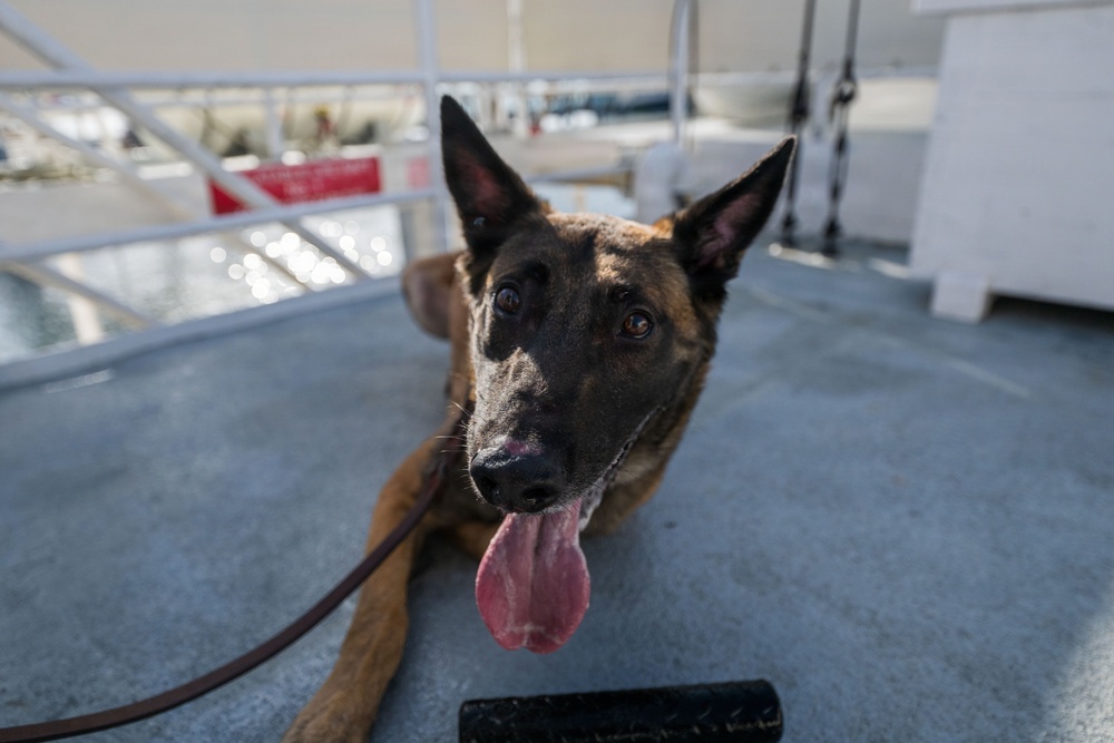 U.S. Coast Guard K-9 Units train on USS Potomac
