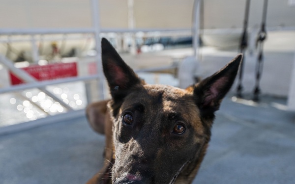 U.S. Coast Guard K-9 Units train on USS Potomac