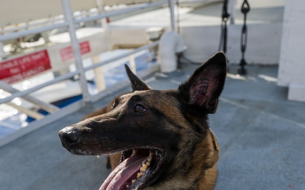 U.S. Coast Guard K-9 Units train on USS Potomac