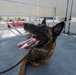 U.S. Coast Guard K-9 Units train on USS Potomac