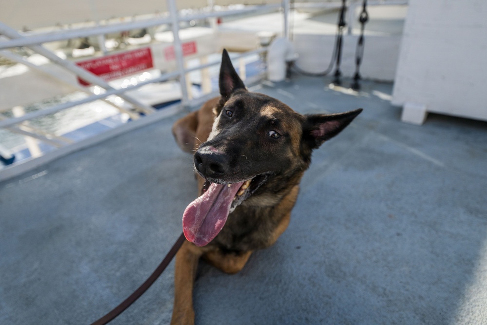 U.S. Coast Guard K-9 Units train on USS Potomac