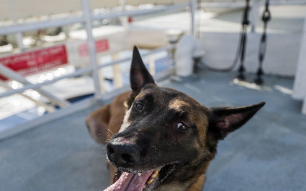 U.S. Coast Guard K-9 Units train on USS Potomac