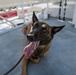 U.S. Coast Guard K-9 Units train on USS Potomac