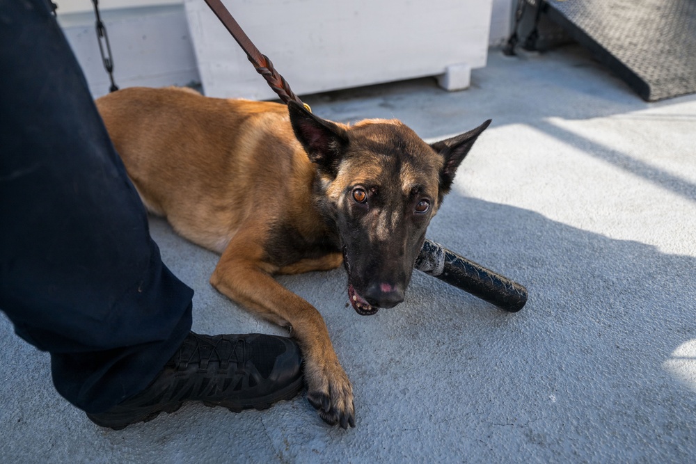 U.S. Coast Guard K-9 Units train on USS Potomac