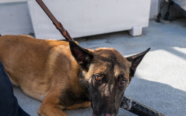 U.S. Coast Guard K-9 Units train on USS Potomac
