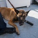 U.S. Coast Guard K-9 Units train on USS Potomac