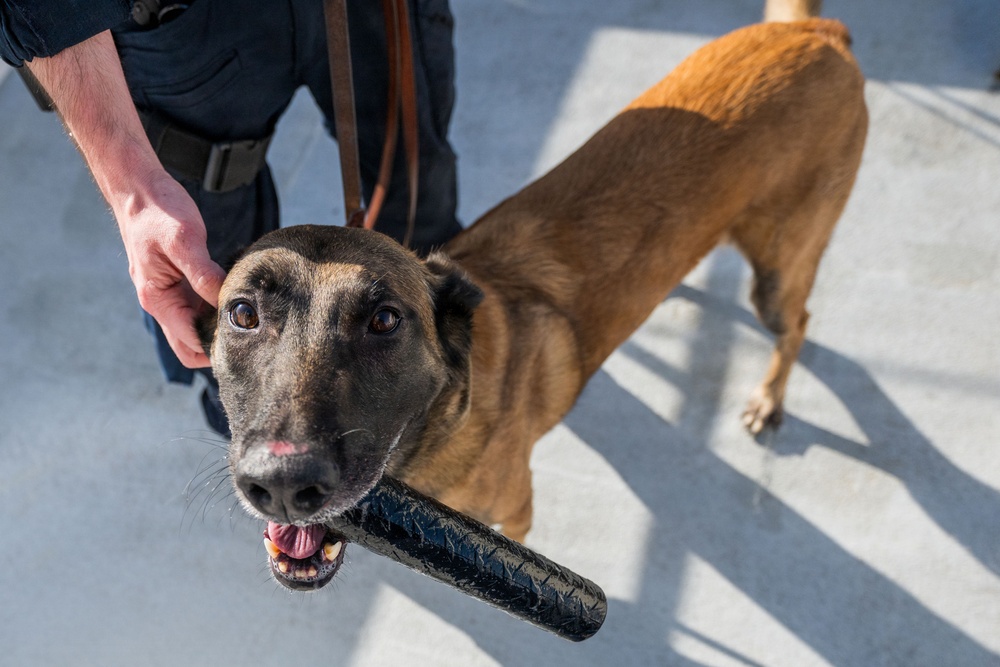 U.S. Coast Guard K-9 Units train on USS Potomac