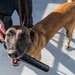 U.S. Coast Guard K-9 Units train on USS Potomac