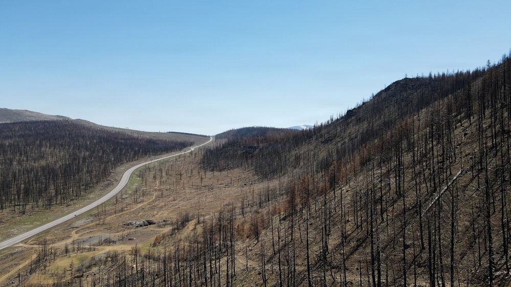 Forest power: woodchips to electricity