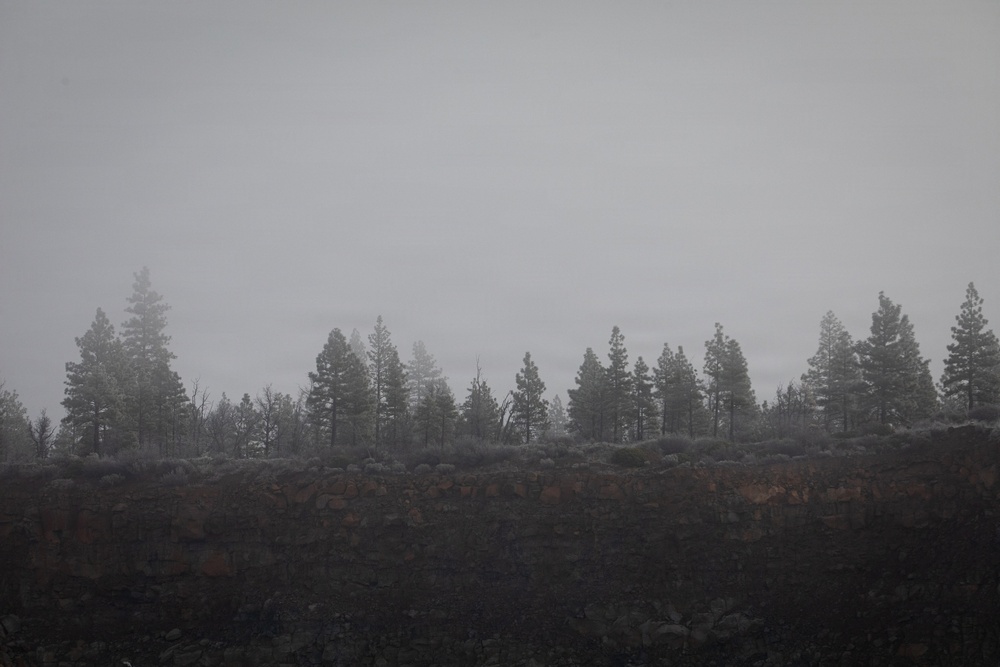 Forest power: woodchips to electricity