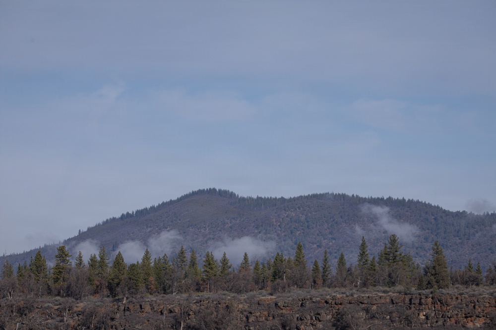 Forest power: woodchips to electricity
