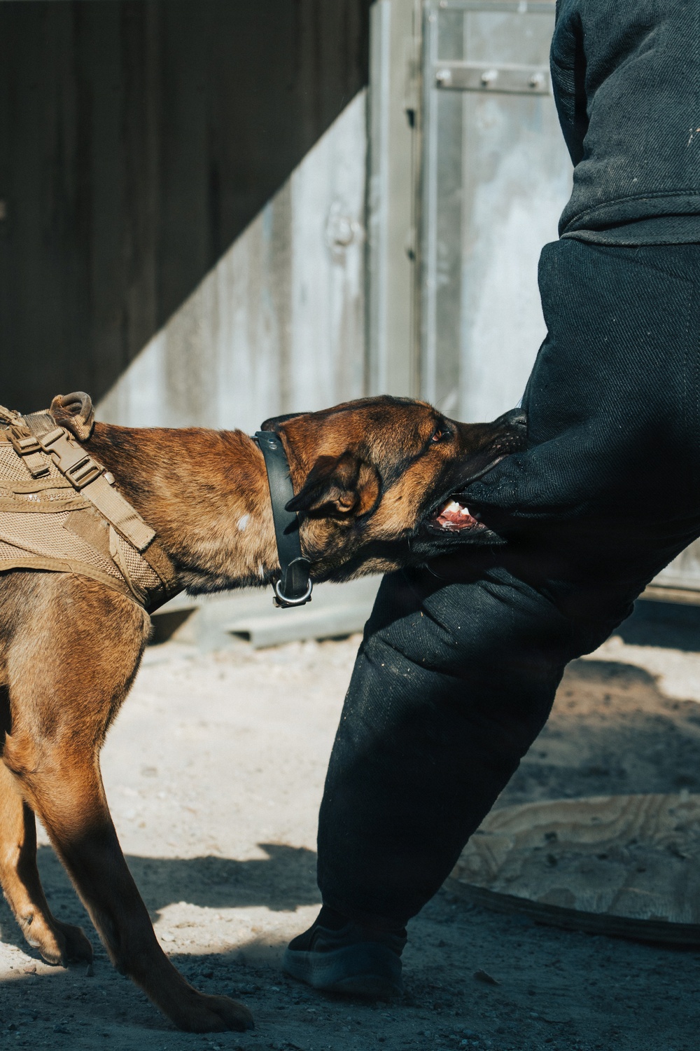 1st Special Forces Group (Airborne): Silent Eagle 2026 Week 1 and 2