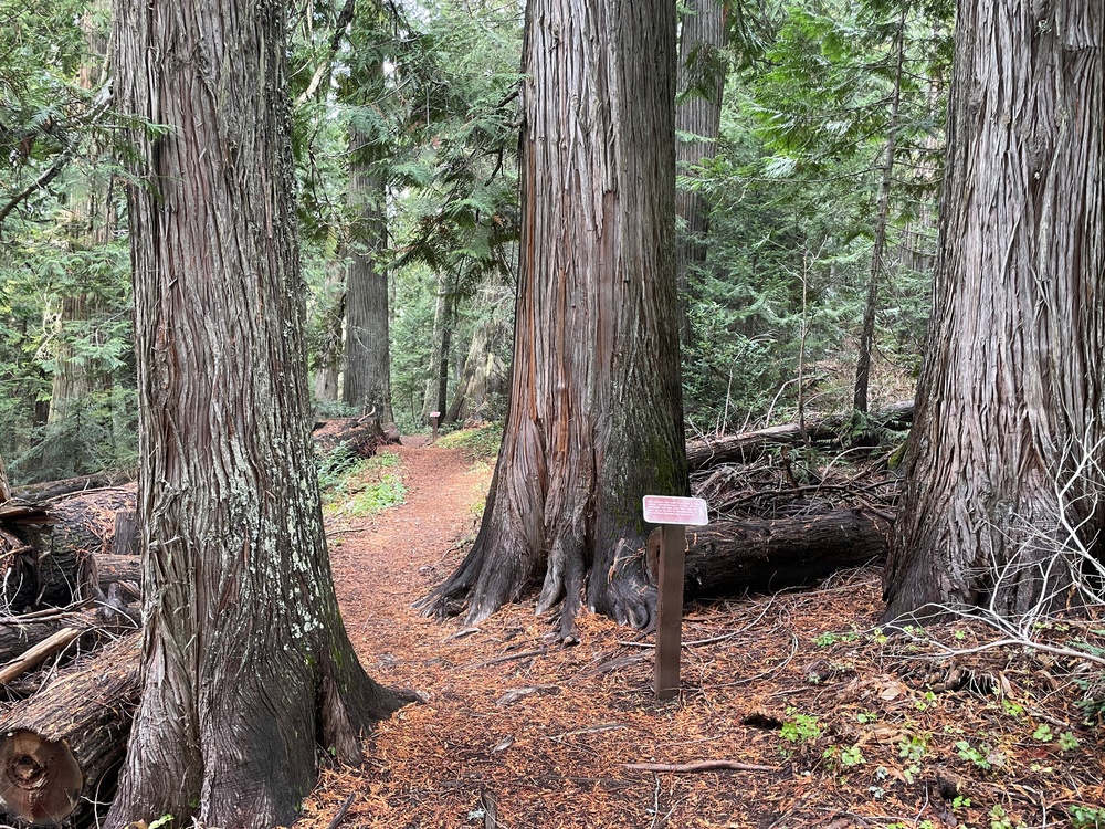 Historic Cedar Grove on Idaho Panhandle National Forests