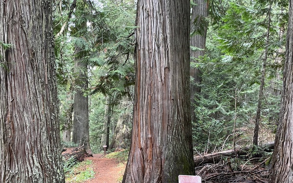 Hobo Cedar Grove on the Idaho Panhandle National Forests