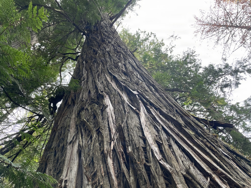 Historic Cedar Grove on the Idaho Panhandle National Forests