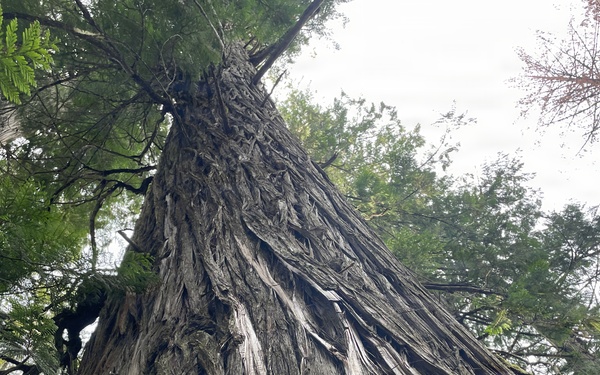 Hobo Cedar Grove on the Idaho Panhandle National Forests