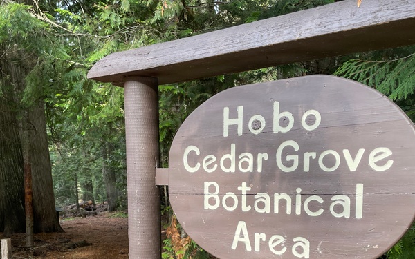 Hobo Cedar Grove on the Idaho Panhandle National Forests
