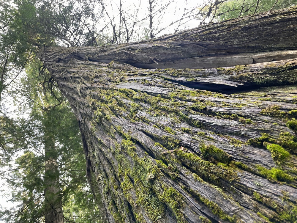 Historic Cedar Grove on Idaho Panhandle National Forests
