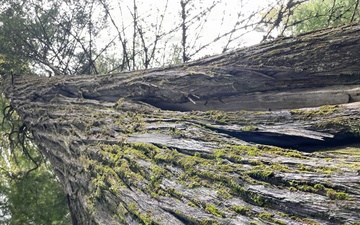 Historic Cedar Grove on Idaho Panhandle National Forests