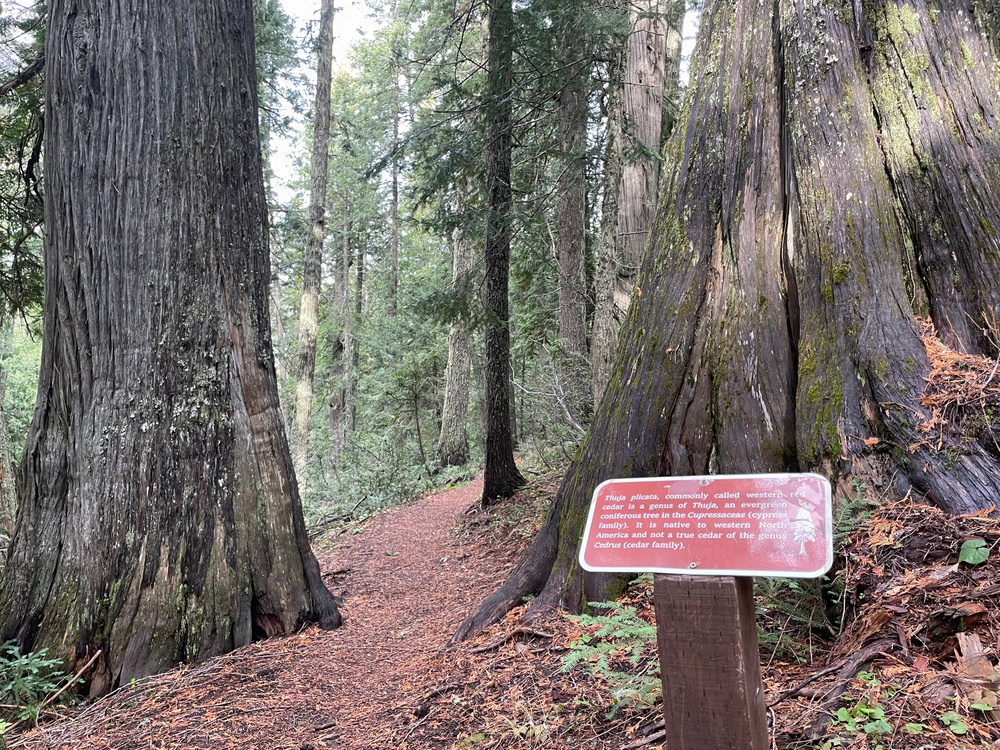 Historic Cedar Grove on Idaho Panhandle National Forests