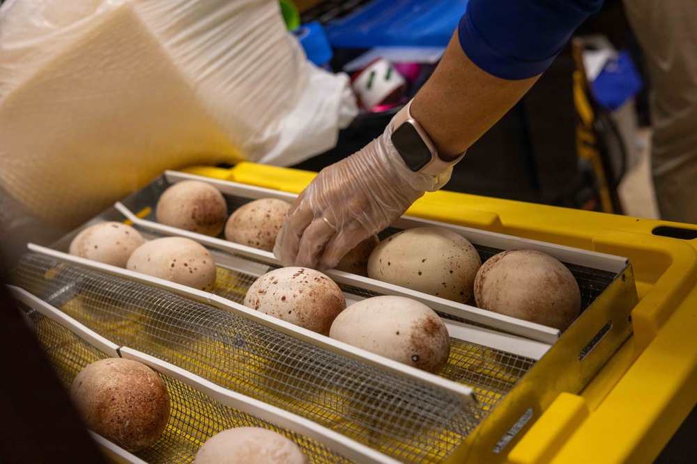 PMRF Conducts Annual Albatross Translocation