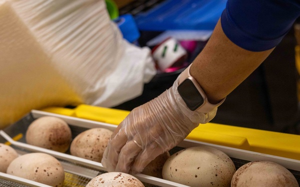 PMRF Conducts Annual Albatross Translocation