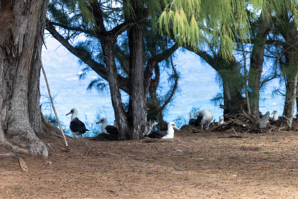 PMRF Conducts Annual Albatross Translocation