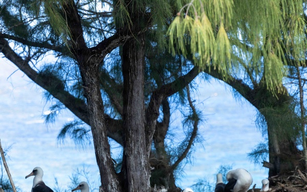 PMRF Conducts Annual Albatross Translocation