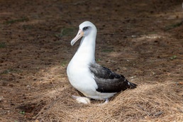 PMRF Conducts Annual Albatross Translocation