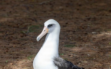 Pacific Missile Range Facility Barking Sands Conducts Annual Albatross Translocation