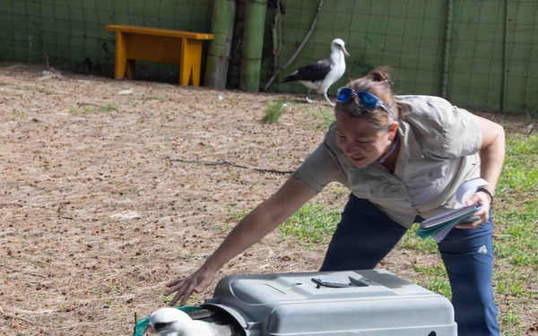 PMRF Conducts Annual Albatross Translocation