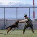 Military Working Dog Demonstration Onboard NSA Souda Bay