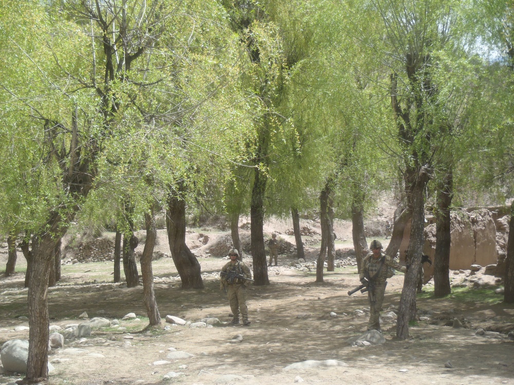 Soldiers in the trees