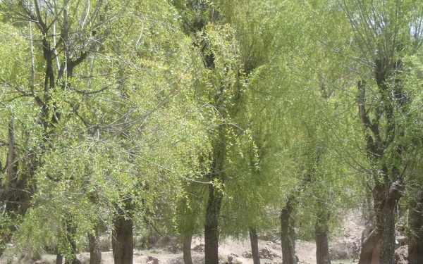 Soldiers in the trees