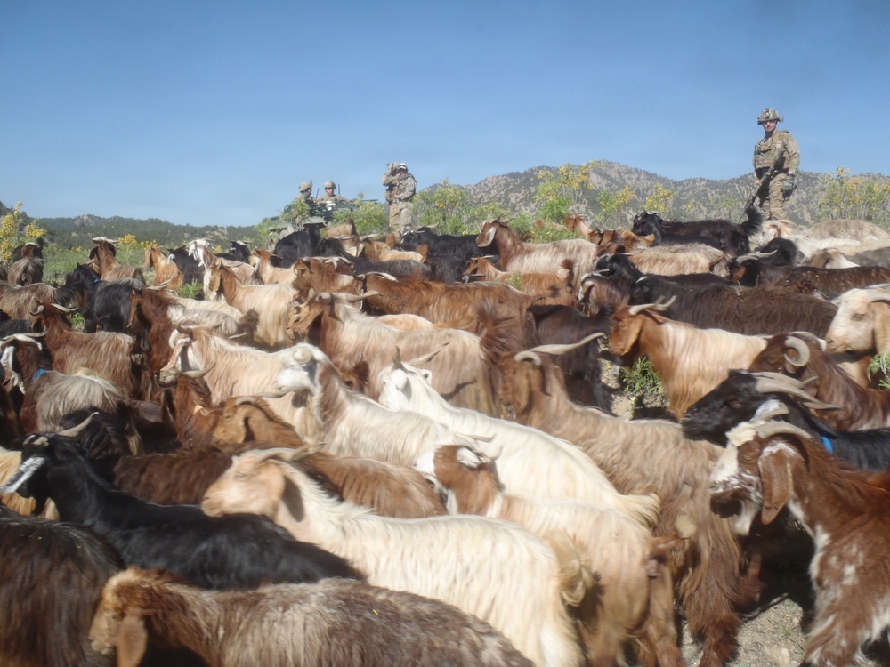 Soldier in a goat herd