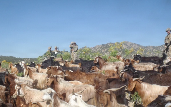Soldier in a goat herd