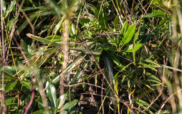 MWCS-18 Marines train in Okinawa’s Central Training Area