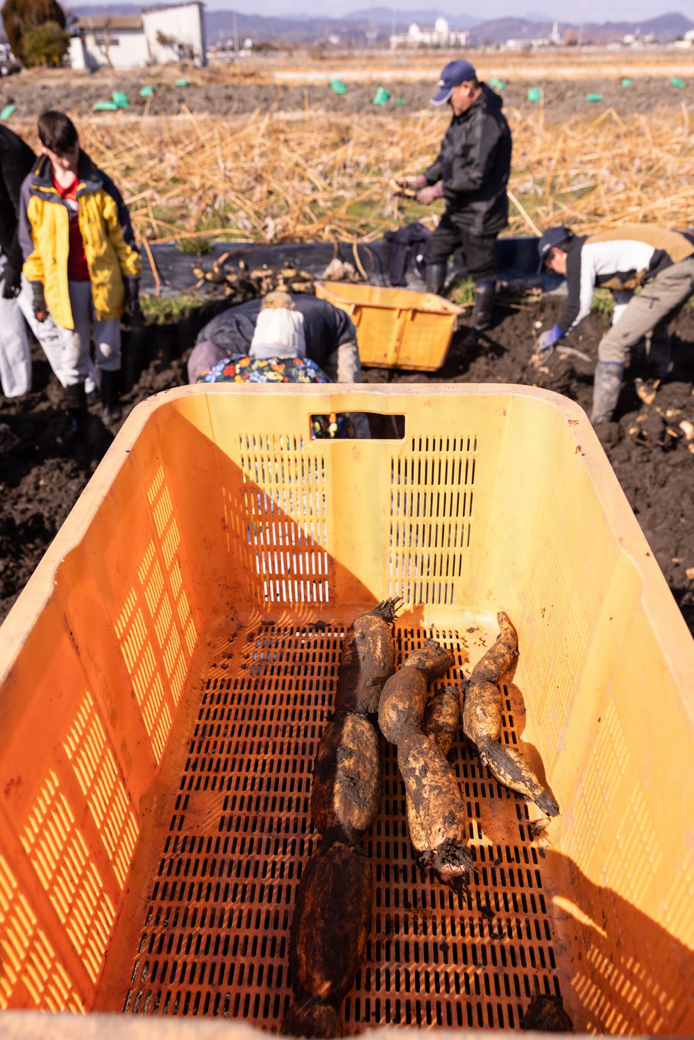 MCAS Iwakuni Volunteers and local community dig up Lotus Roots